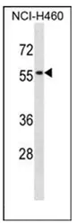 SIGLEC5 (N-term) Rabbit Polyclonal Antibody - image 1