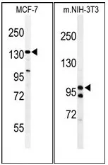 TAF2 (C-term) Rabbit Polyclonal Antibody - image 1