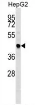 TRAF4 (C-term) Rabbit Polyclonal Antibody - image 1