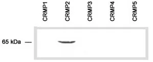 Dpysl2 Rabbit Polyclonal Antibody - image 1