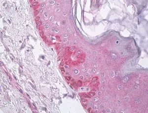 LY6G6F Rabbit Polyclonal Antibody - image 1