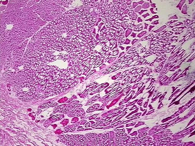 Frozen Tissue Blocks, Muscle tissue - image 1