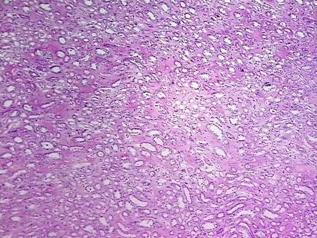 Tissue Genomic DNA, Kidney - image 1