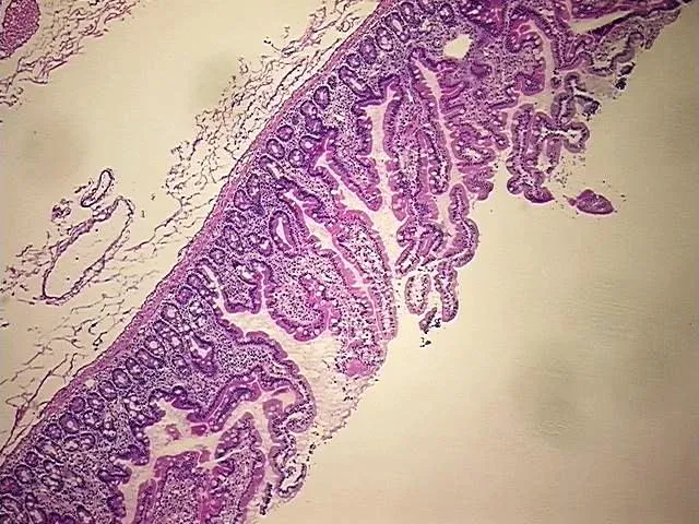 Tissue Genomic DNA, Duodenum - image 1