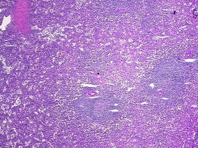 Tissue Genomic DNA, Spleen - image 1