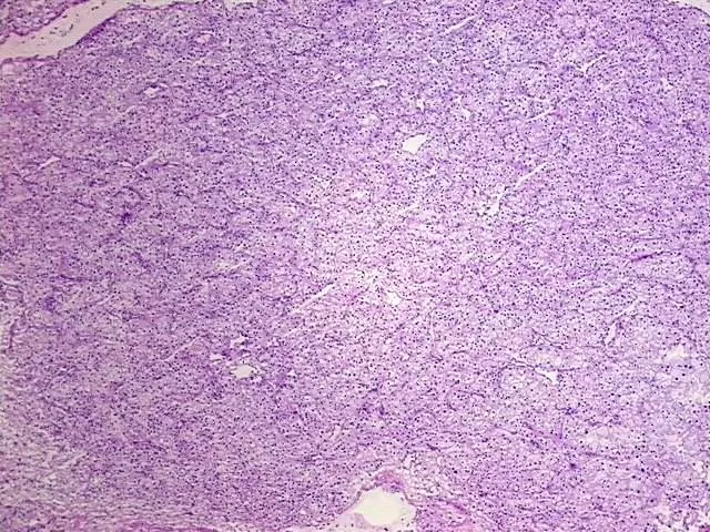 Tissue Genomic DNA, Kidney - image 1
