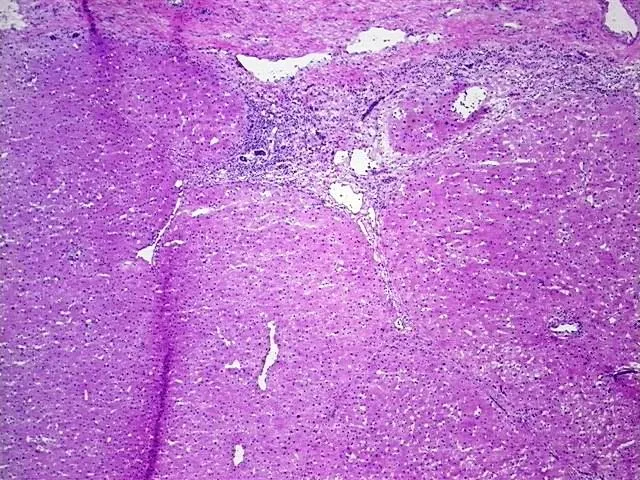 Tissue Genomic DNA, Liver - image 1