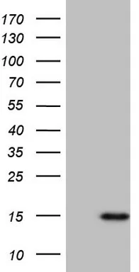 RANTES (CCL5) Mouse Monoclonal Antibody [Clone ID: OTI2A7] - image 1