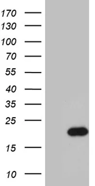 POLR2H Mouse Monoclonal Antibody [Clone ID: OTI1H2] - image 1