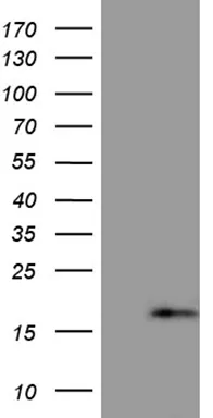 PRELID2 Mouse Monoclonal Antibody [Clone ID: OTI6H6] - image 1