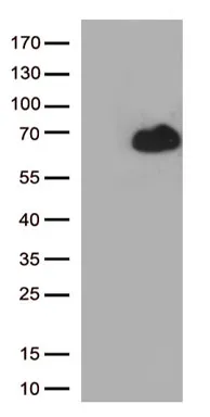RUNX2 Mouse Monoclonal Antibody [Clone ID: OTI3E12] - image 1