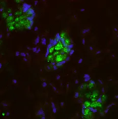 Lepr (LepRb / OBRb) Chicken Polyclonal Antibody - image 1