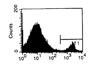 Cd8b1 Rat Monoclonal Antibody [Clone ID: CT-CD8b] - image 1