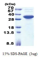 First Strand cDNA Mouse Thymus - image 1