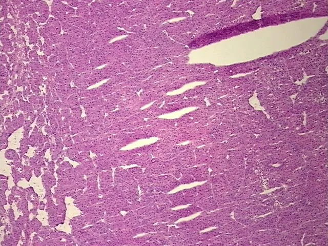 Tissue Total RNA, Liver - image 1