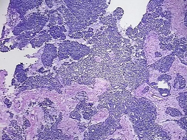 Tissue Total RNA, Unknown tissue - image 1