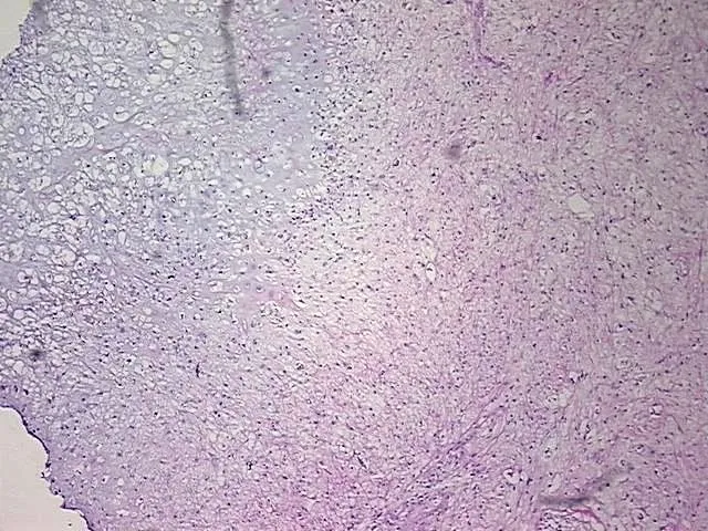 Tissue Total RNA, Soft tissue - image 1