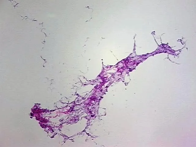 Tissue Total RNA, Soft tissue - image 1