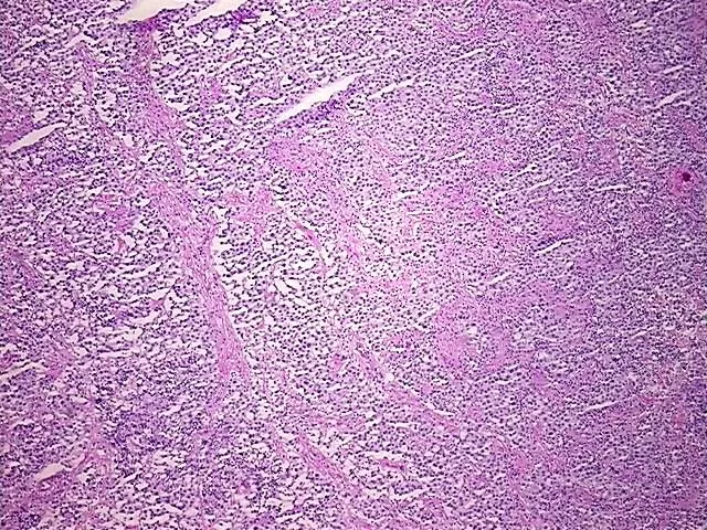 Tissue Total RNA, Testis - image 1