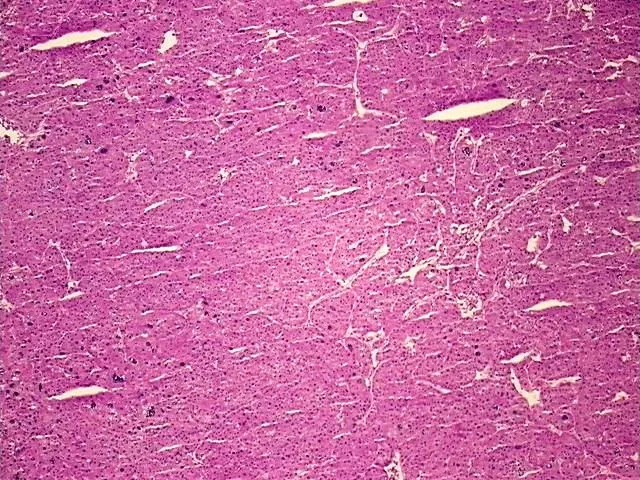 Tissue Total RNA, Thyroid gland - image 1
