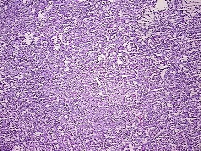 Tissue Total RNA, Testis - image 1