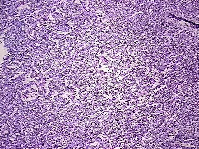 Tissue Total RNA, Testis - image 1