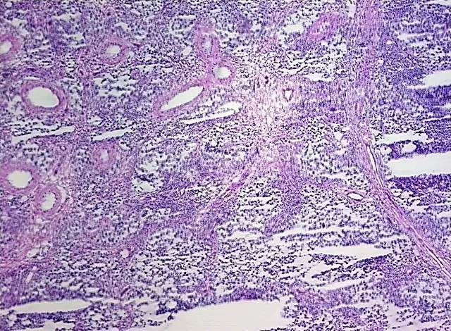 Tissue Total RNA, Testis - image 1