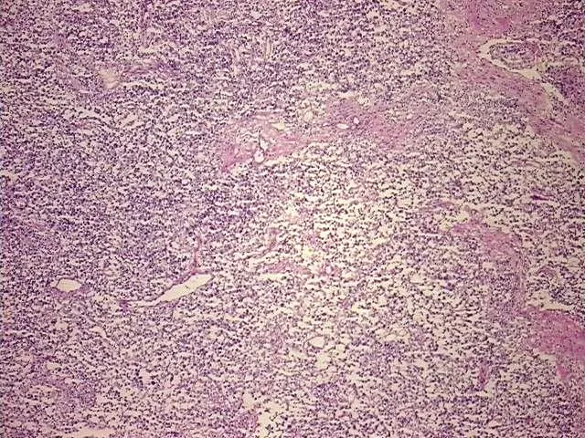 Tissue Total RNA, Testis - image 1
