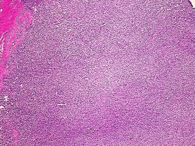 Tissue Total RNA, Soft tissue - image 1