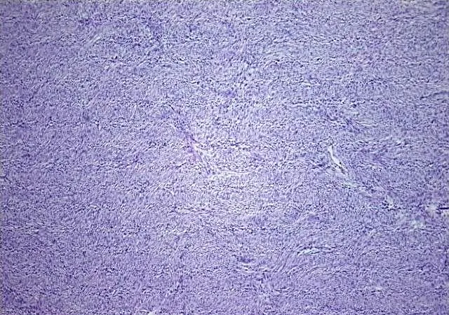 Tissue Total RNA, Soft tissue - image 1