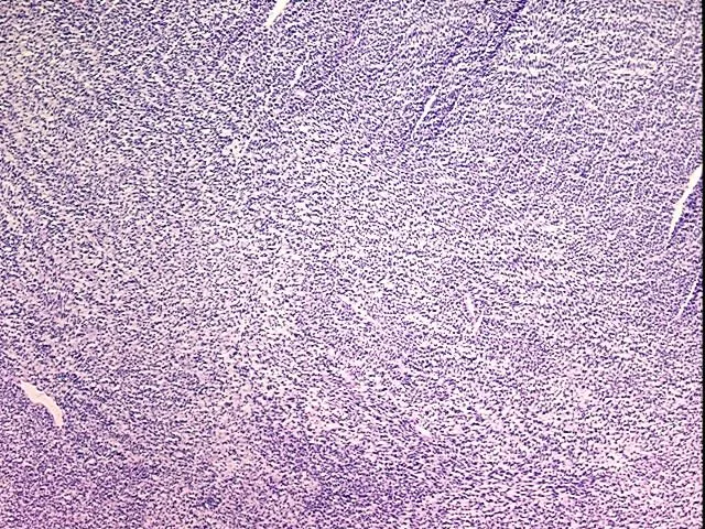 Tissue Total RNA, Unknown tissue - image 1