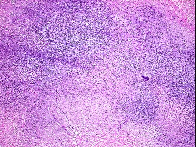 Frozen Tissue Sections, Neural tissue - image 1