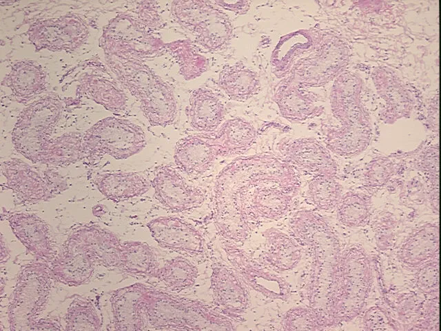Frozen Tissue Sections, Testis - image 1