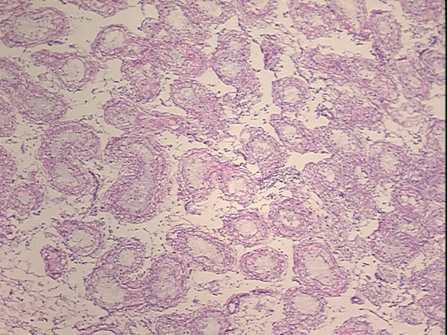 Frozen Tissue Sections, Testis - image 1