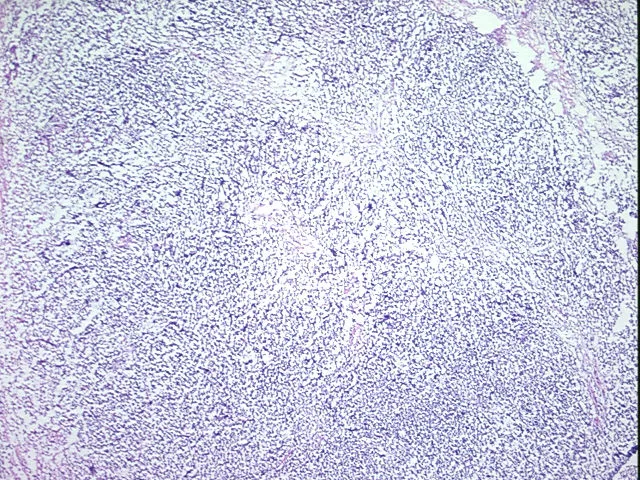 Frozen Tissue Sections, Thymus - image 1