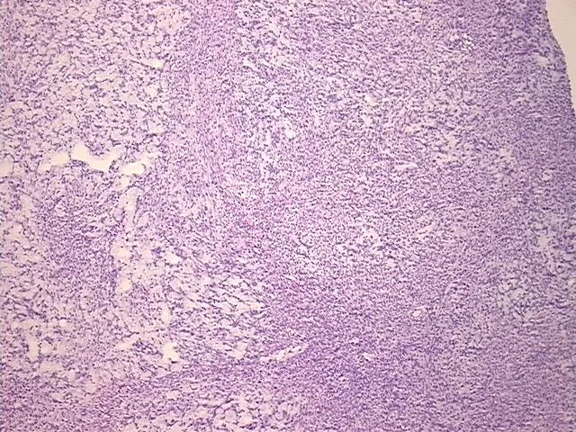 Frozen Tissue Sections, Vagina - image 1