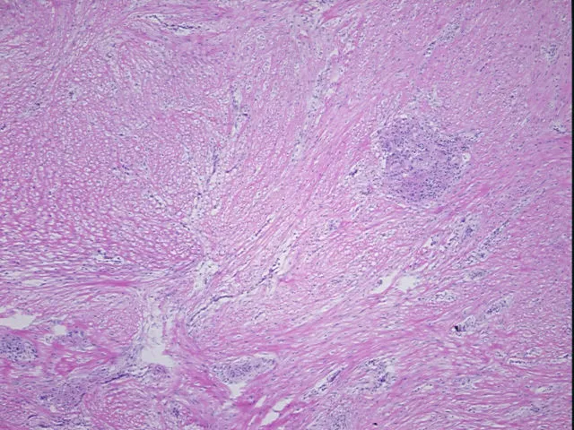 Frozen Tissue Sections, Soft tissue - image 1