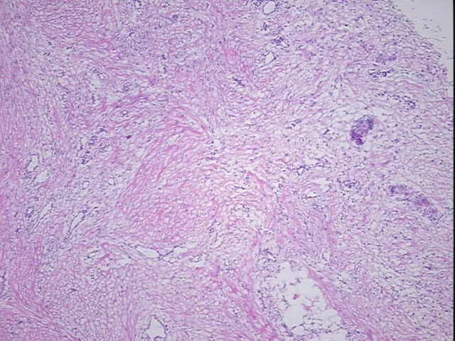 Frozen Tissue Sections, Soft tissue - image 1
