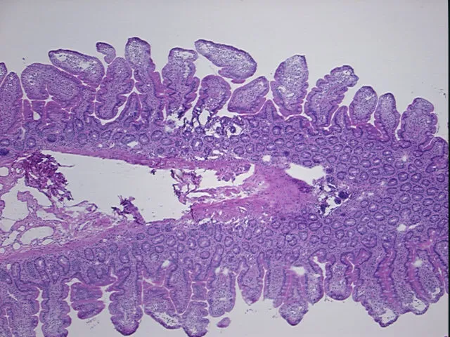 Frozen Tissue Sections, Small intestine - image 1