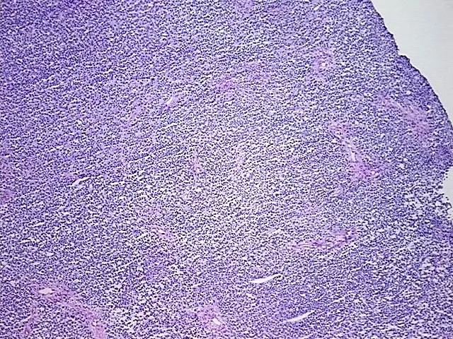 Frozen Tissue Sections, Soft tissue - image 1