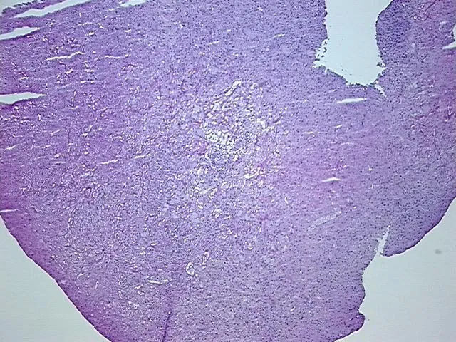 Frozen Tissue Sections, Spleen - image 1