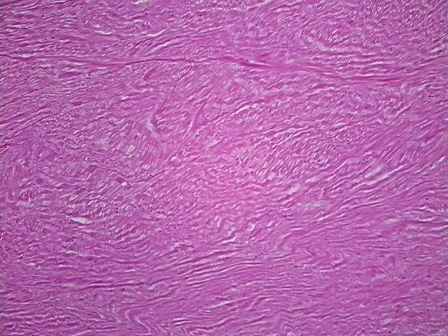 Frozen Tissue Sections, Joint - image 1