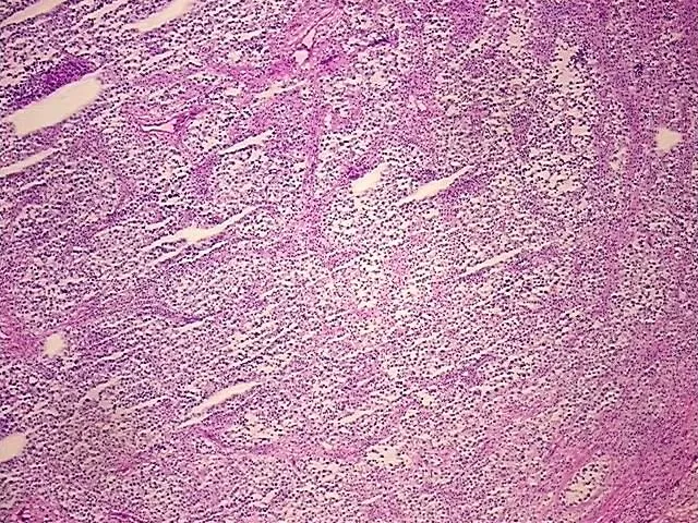 Frozen Tissue Sections, Testis - image 1