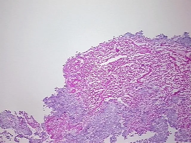 Frozen Tissue Sections, Testis - image 1