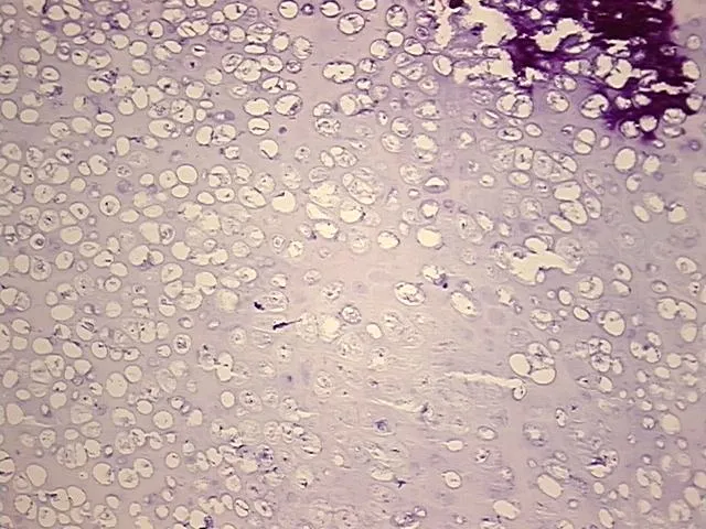 Frozen Tissue Sections, Bone - image 1