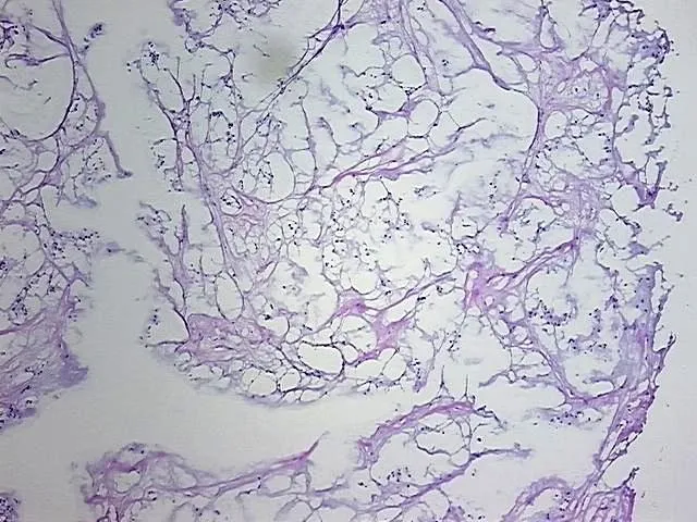 Frozen Tissue Sections, Soft tissue - image 1