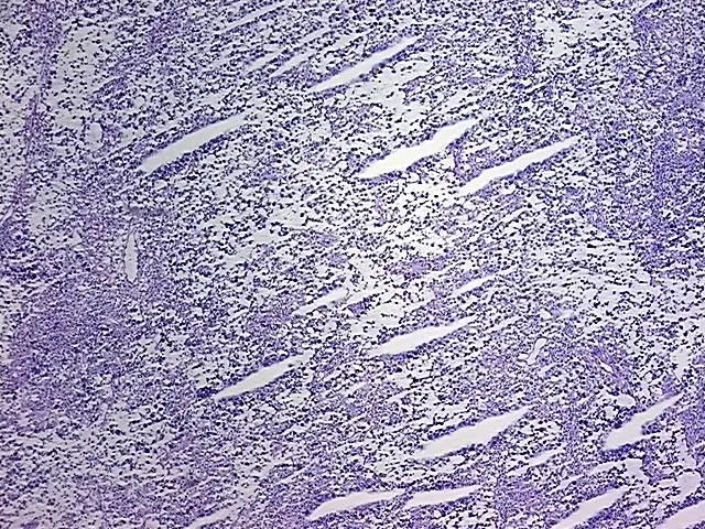 Frozen Tissue Sections, Testis - image 1