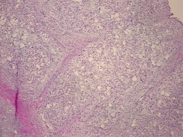 Frozen Tissue Sections, Neural tissue - image 1