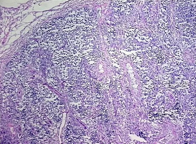 Frozen Tissue Sections, Testis - image 1