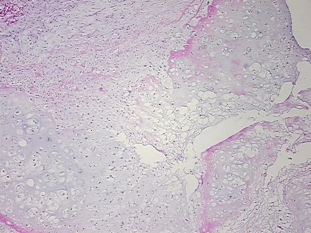 Frozen Tissue Sections, Soft tissue - image 1